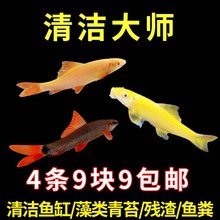 清道夫金苔鼠淡水鱼清洁鱼缸藻类残渣鱼粪工具鱼热带观赏鱼吃粪便