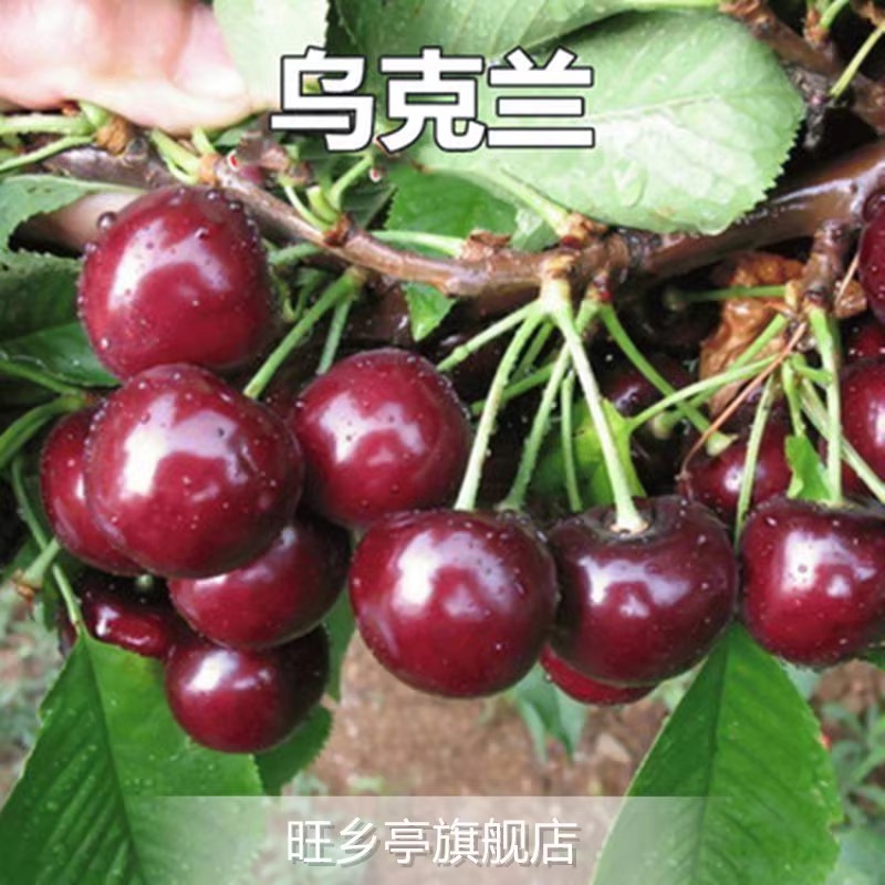 우크라이나(당년 열매를 맺은 5년생 묘목) 죽은 묘목에 대한 보상 보장!