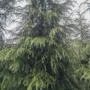 四川贵州雪松