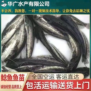 �������l����T�~���T�~�����T�~���|�T�~���Ϸ�����T���ְ���