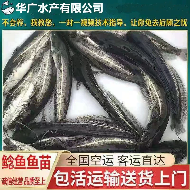 Фабрика прямых продаж мальков сома Дакоухэ