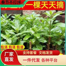 枸杞树苗大叶食用枸杞叶苗室内植物盆栽景新鲜蔬菜苗秧四季种植苗