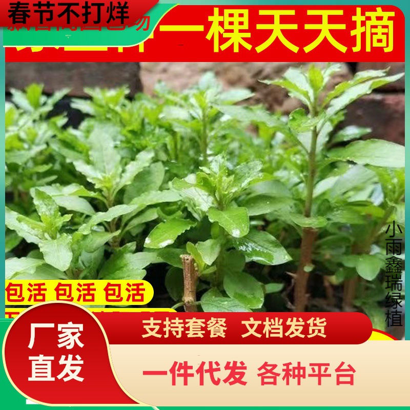 枸杞树苗大叶食用枸杞叶苗室内植物盆栽景新鲜蔬菜苗秧四季种植苗