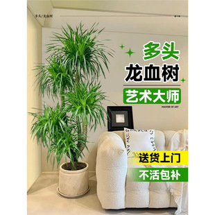 ��Ѫ��͏d�Gֲ��լ���Ͷ��^��횘������҃ȴ�̖�辰�����F��ֲ��