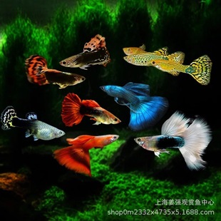 С�͟Ꭷ�t�G�������~��ȸ�~���\�^�p�~��С�~̥���~�Pβ�~�s���~