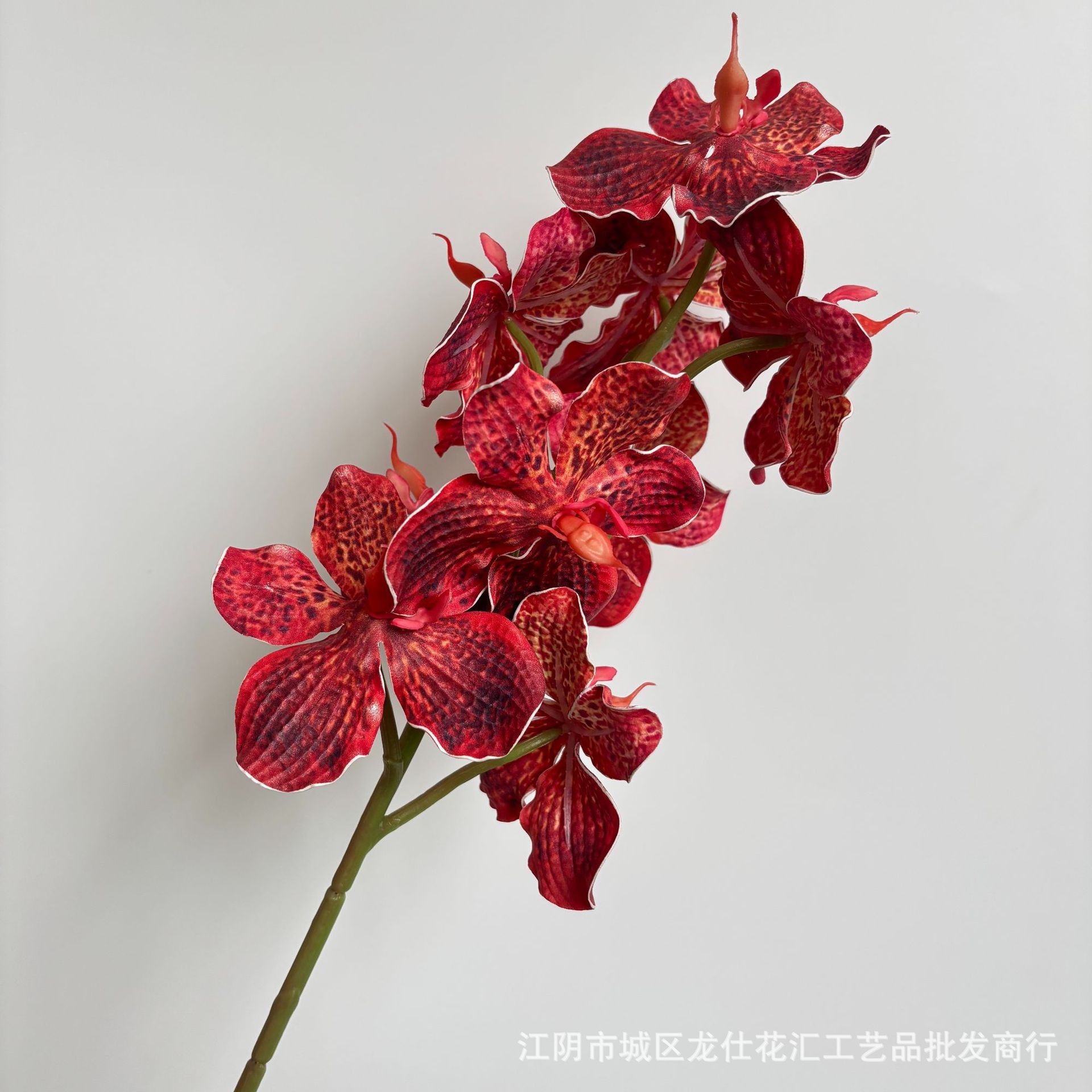 9두 호접란 밴다이 란 다홍색