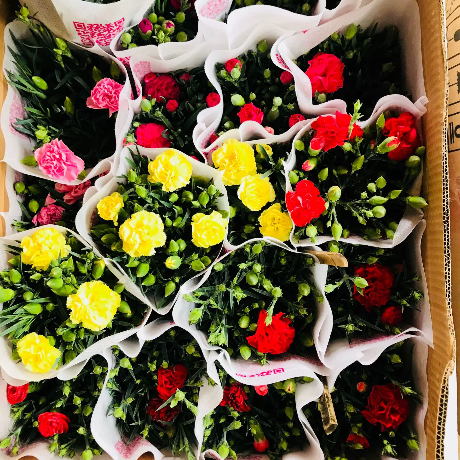 Гвоздика Комнатные растения с бутонами Крытый балкон Двор Хорошие цветы Цветение в четыре сезона Гвоздика