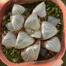 十二卷玉露寿玉扇万象天池寿Haworthia tianchi多肉植物批发零售