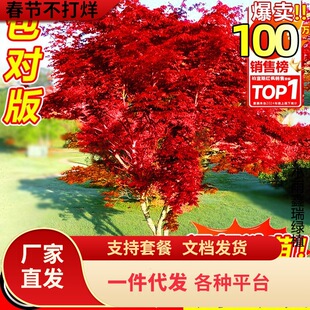 һ�����l�ձ��t�������ļ��t�輧�Ϙ������辰ͥԺ�e���G��ֲ����