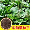 Medicinal material Base Plantain seed Chinese herbal medicines seed Wild Four seasons sow wheel Plantago