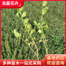 卫矛盆栽绿篱苗木 火山榕篱四季常青苗木绿化 山东青州花卉基地
