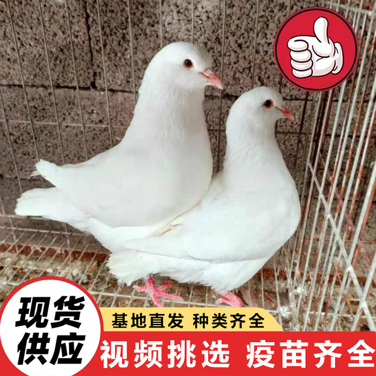 肉鸽品种出售广场鸽种鸽白羽王美国落地王鸽种鸽繁殖养殖场特种