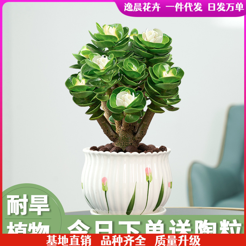 Money Tree Old Stump Succulent Indoor Potted Flower Money Tree Evergreen All Year Round Easy to Grow Drought-Tolerant Green Plant