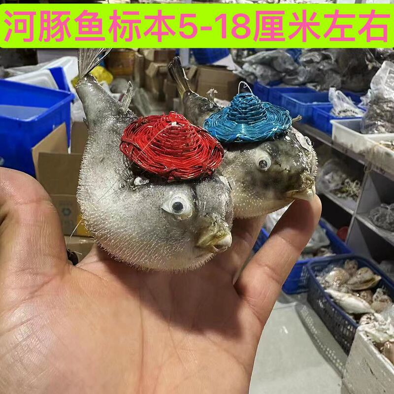 Puffer Fish Specimen Natural Conch Shell 5-18cm in stock Wholesale Beach Gift Marine Crafts