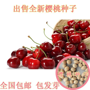 High Quality Cherry Seeds Mountain Cherry Seeds Fruit Tree Seeds Cherry Seeds Cherry Seeds Big Cherry Seeds
