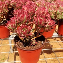 �t��ɏ������^�Ϙ����B�������ֽM���ײ;Gֲ�̨�҃ȃ����՚�