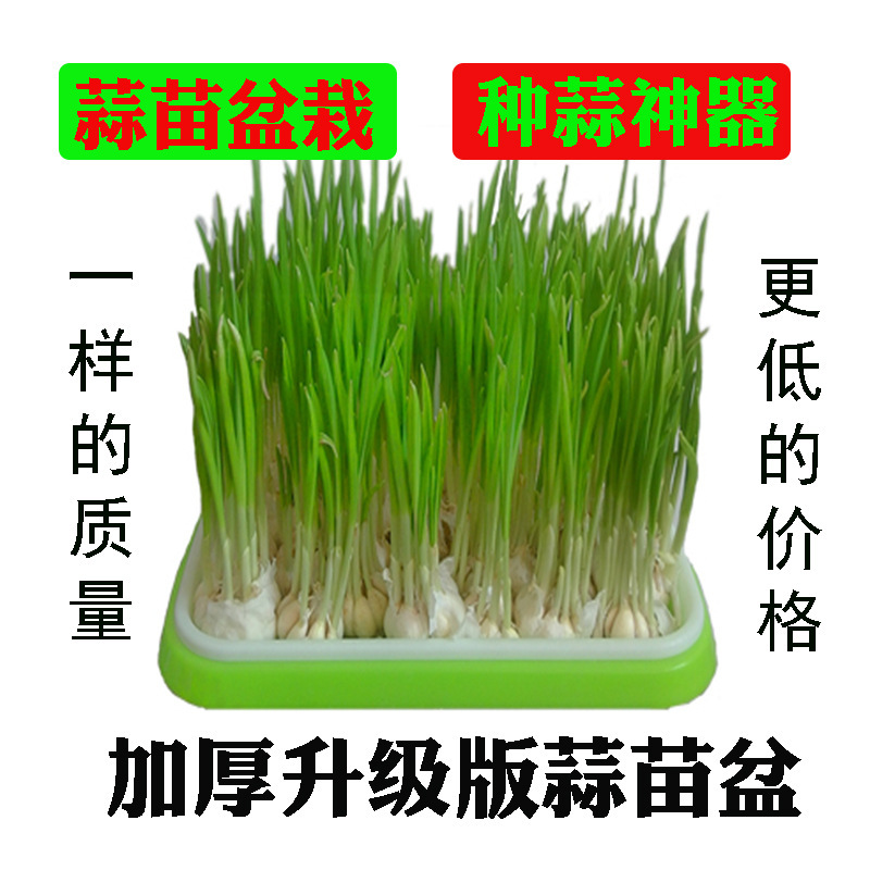 水培养栽蒜苗盆栽容器种蒜大蒜葱的盆蒜黄器皿发芽种植盘盆盒