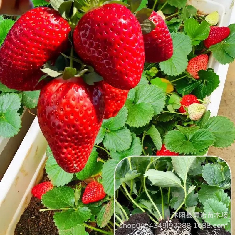 基地批发出售草莓 草莓苗品种齐全 成活率高 量大优惠 欢迎订购.