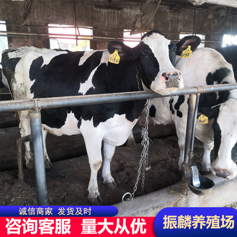 河北奶牛养殖场  黑白花奶牛有卖吗 鲁西黄牛牛犊小母犊牛养殖场