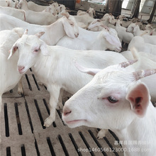 美国白山羊种公羊养殖场 繁育羊 小羊羔 怀孕母羊白山羊