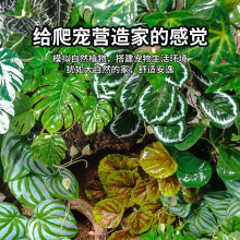 爬虫仿真造景植物雨林缸装饰蜥蜴变色龙饲养箱树蛙睫角守宫躲避