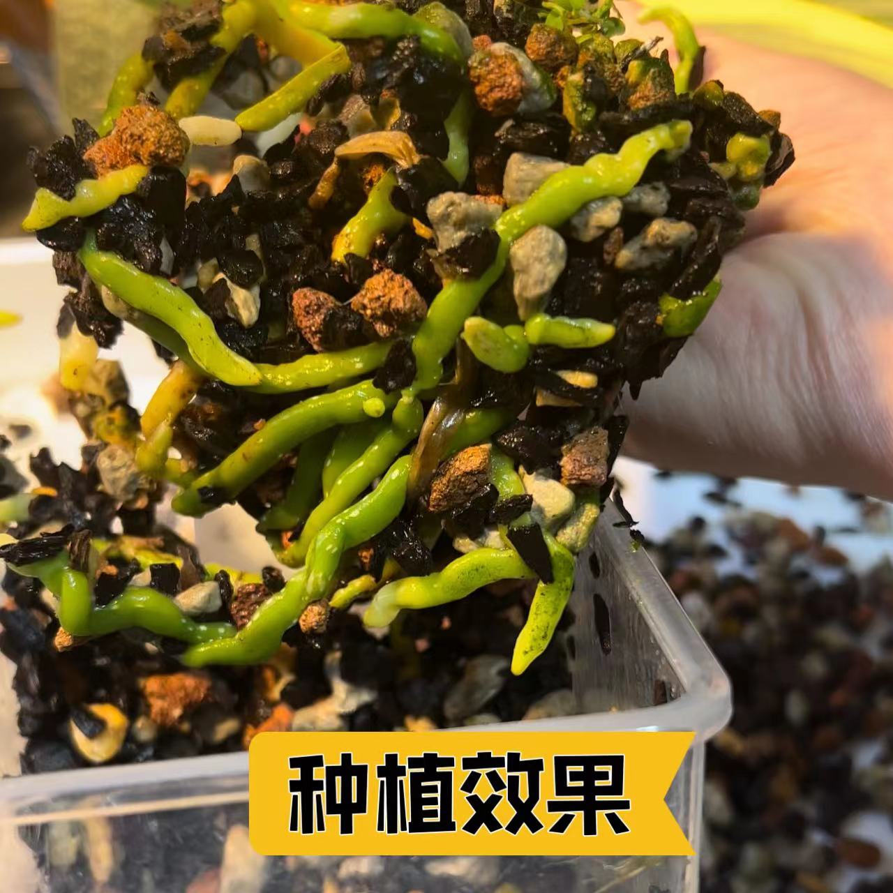 国兰蝴蝶兰腐熟树皮兰花石火山植金石智力水苔混合兰花土其他