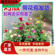 һ�����l�Nޱ����õ���ٱ��¼��ش�ͥԺ����ֲ�ﻨ�������̨����