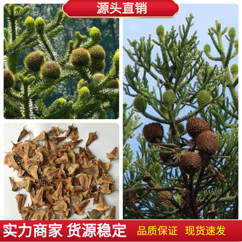新采林木树种南洋杉种子澳洲杉鳞叶南洋杉塔形南洋杉种子