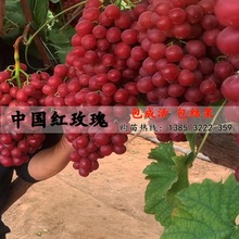 新品种脆葡萄苗 中国红玫瑰葡萄苗 地栽盆栽南北方种植果树苗