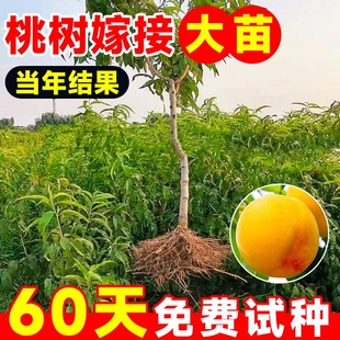 Peach Tree Seedlings, Early Maturing Yellow Winter Peach Fruit Tree Seedlings, Cold-Resistant Dwarf Potted Grafted Seedlings for Planting in the Southern Courtyard in All Seasons
