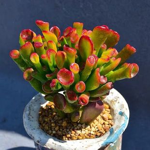 Bring in Wealth and Treasure Succulent Money-Absorbing Tree Multi-Headed Old Pile Succulent Plant Potted Plant Novice Easy to Grow Succulent Plant Wholesale Green Plant