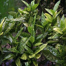 洒金珊瑚批发桃叶绿化工程地被灌木小苗草花园林绿篱色块绿植