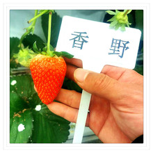 ��ݮ�����l �����ݮ����� �M���o����Ұ��ݮ�� ���|Ѩ�P��ݮ��