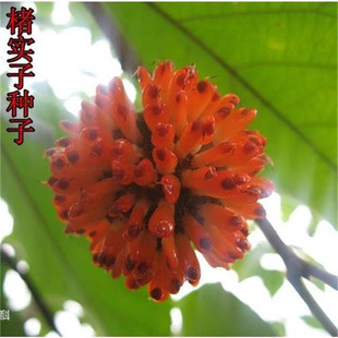 �Ҍ��ӷN����ș�ķN�Ә���N�Ә���������N�Ә��Ҙ�N�ј����