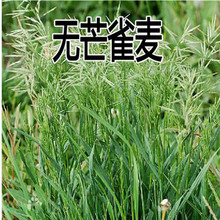 oâȸN âN ϱţʳMݷN͵͜