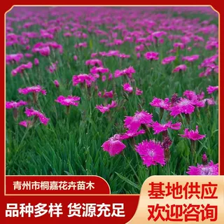 欧石竹工程绿化杯苗 庭院阳台观赏宿根花卉苗木 花圃欧石竹盆栽