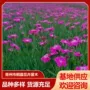 庭院观赏绿化盆栽石竹