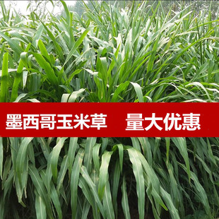 Mexican Corn Grass Seeds Broad-Leaf Sorghum Grass Livestock and Poultry Pasture Seeds Pigs, Cattle, Sheep, Chickens, Ducks, Geese, Fish and Rabbits Free Shipping