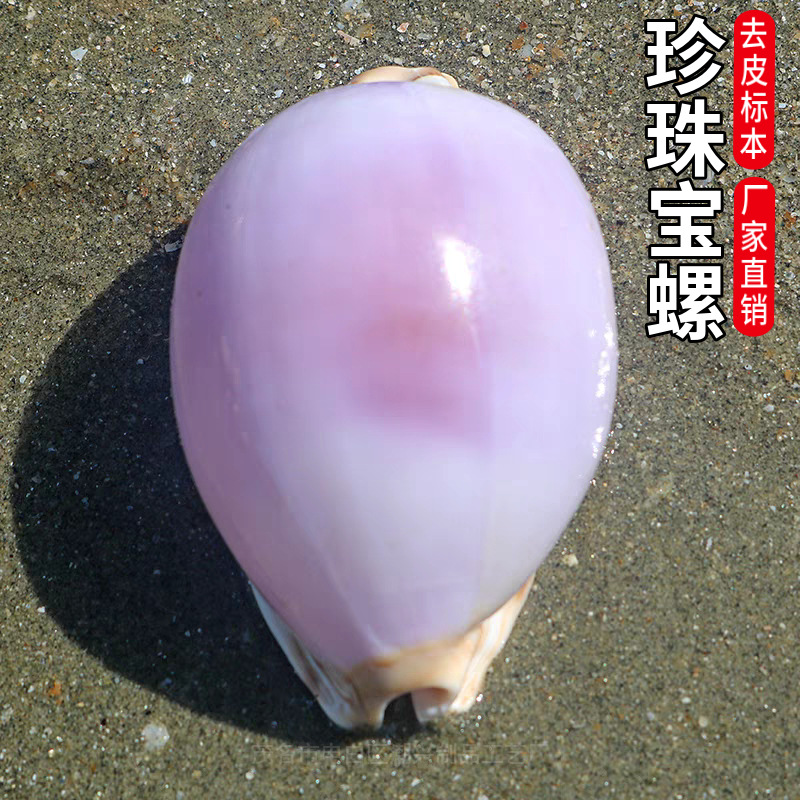 Natural rare conch shell map pearl snail white purple snail…