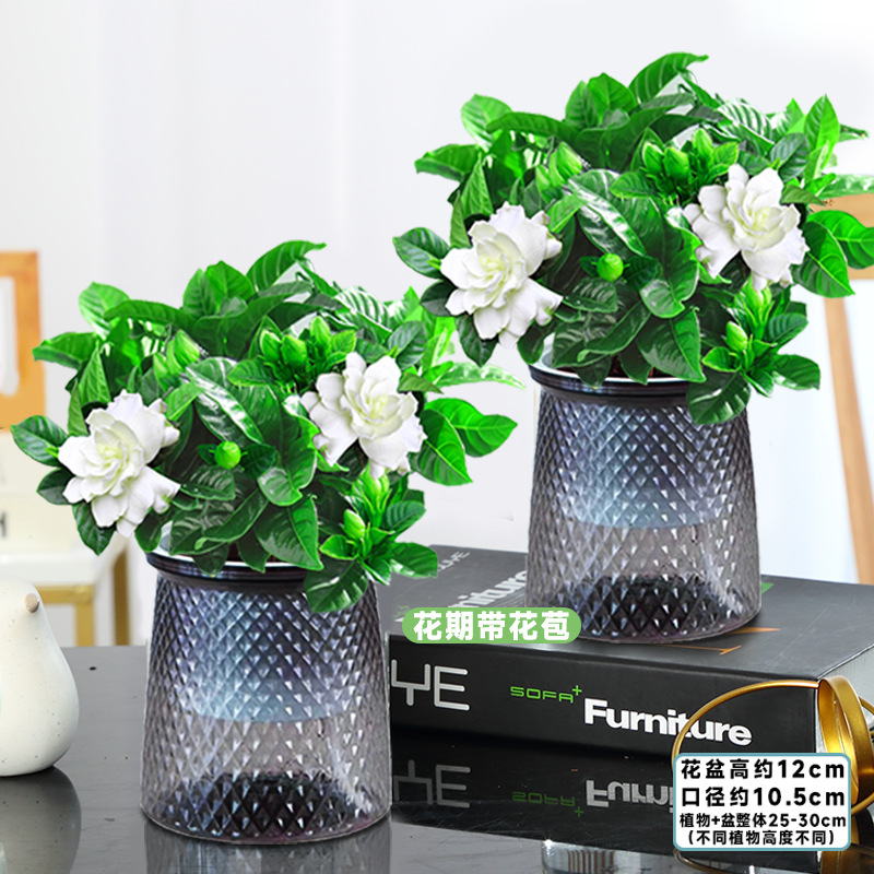 [두 냄비 특별 제공] 100#싹이 있는 치자나무(별화분) + 영양액