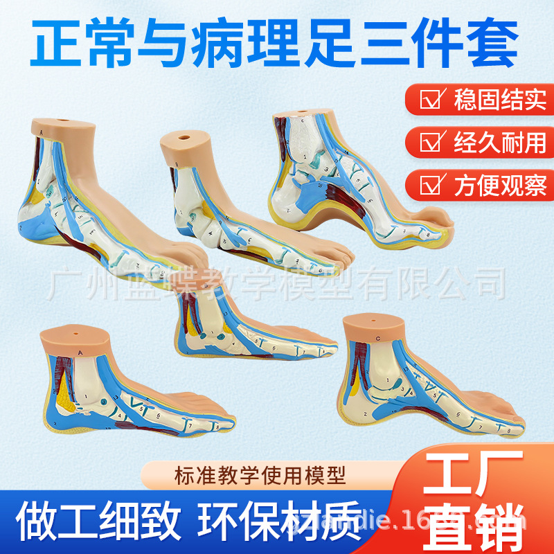 ��ѧ�����������ƽ�㹭����߹��� �㹭�㲿����������ʽ�ģ��