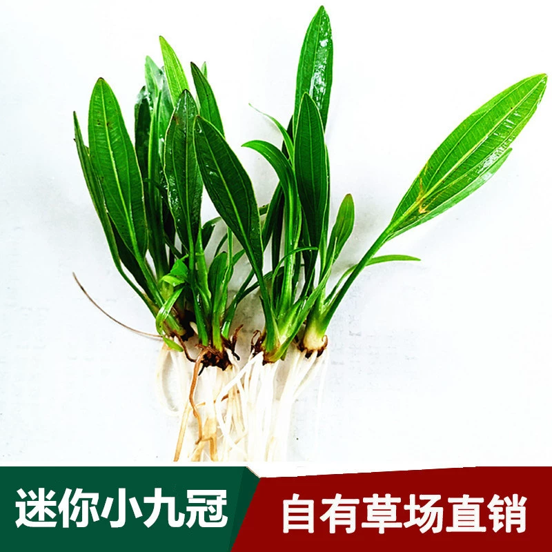Пастбища Прямые поставки Аквариум Ландшафтный дизайн Мини Маленькие Девять Корон Настоящая Живая Водная Трава Украшение Аквариума Подводный Лист Корона Категория