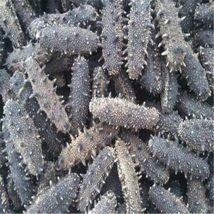 海参低温干燥机  益生菌粉真空冻干机   化妆品面膜冻干设备