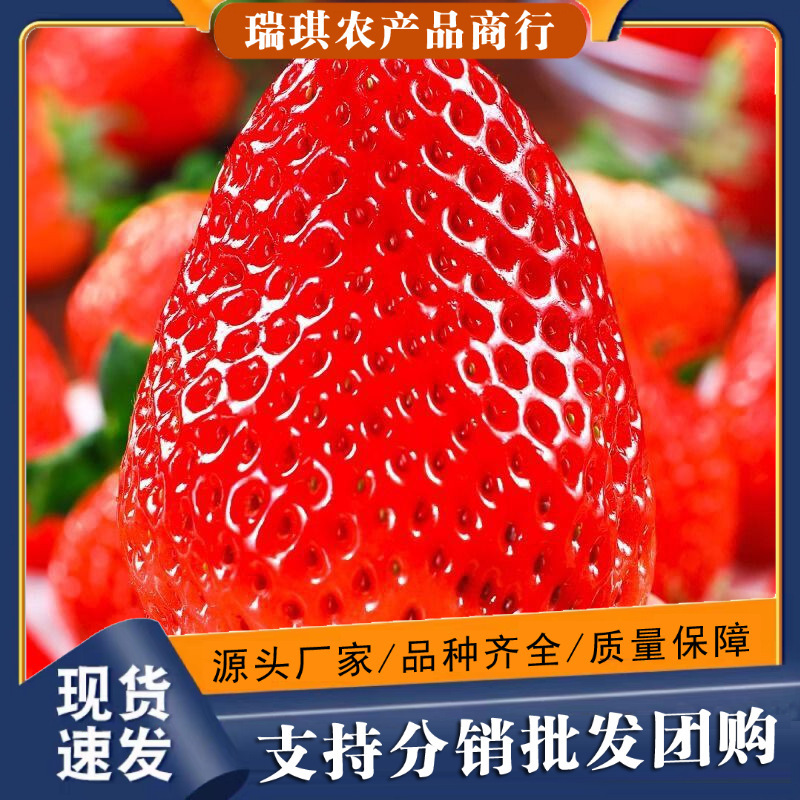 Liaoning Dandong 99 Strawberries Are Seasonal Fruits, Fresh Strawberries with Free Shipping Via Jd.Com, Available for Dropshipping