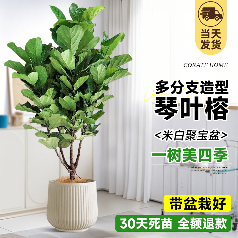 [초대형 및 다중 가지] 무료 갈색 실크! 스타일링 진예롱 1.5- 2m (미바이주)