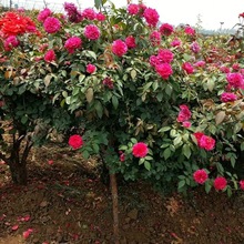 ɫ൤Ԏ^pֲ҃ͥԺǴt軨