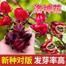 大促红桃k籽洛神花种子四季红金梅苗种孑玫瑰茄树苗盆栽四季开花