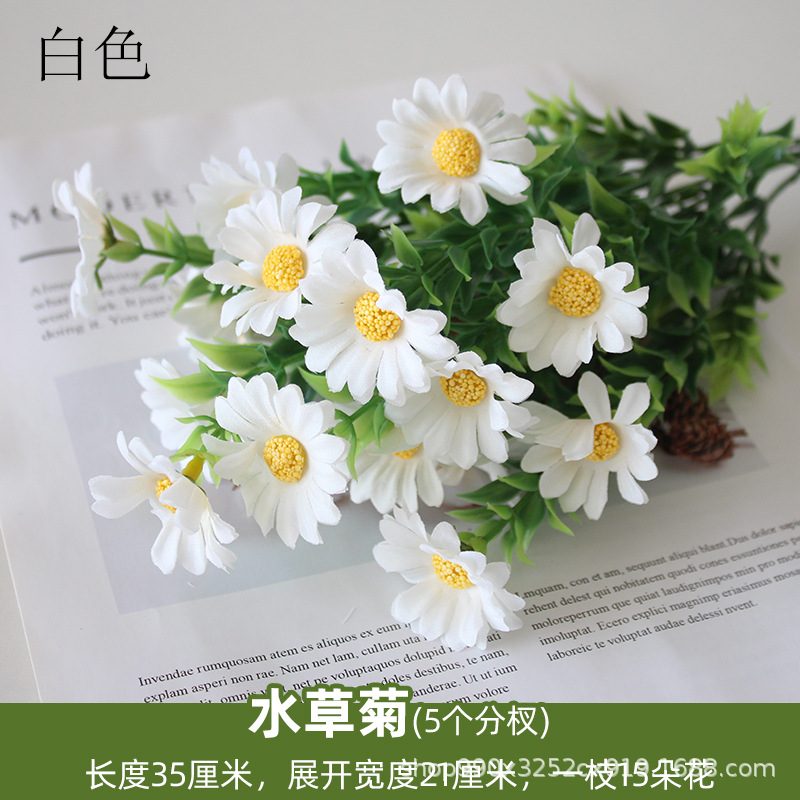 Plantas de agua blanca y crisantemo