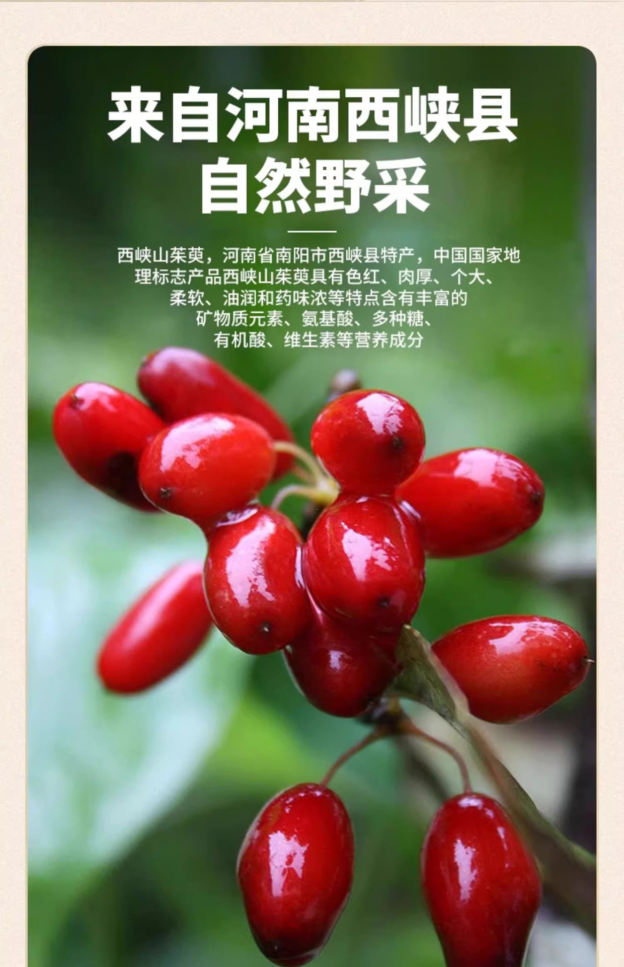 Dried Cornus Fruit Shan Zhu Yu 500g Bulk Herb for Tea Wine Infusion and Decoction key features
