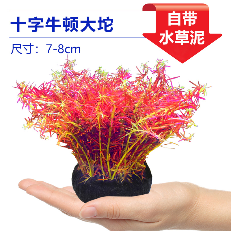 크로스 뉴턴 빅 그래스 [얼리 어답터 가격]❤특별한 제안]